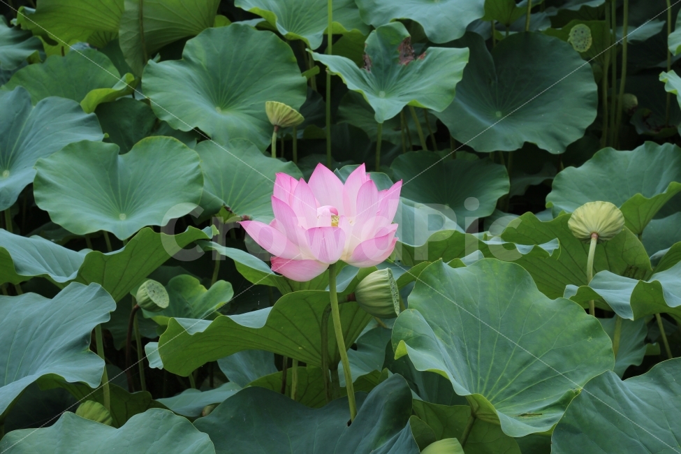 공원,연꽃,꽃,여름,연,식물,자연,plants,nature,꽃,flower