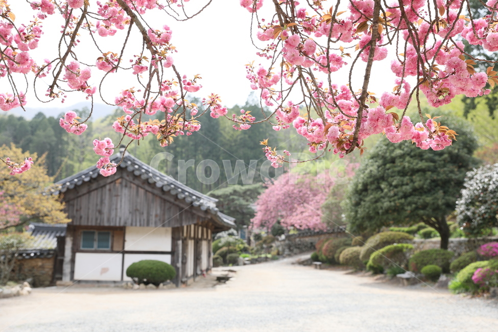 순천,선암사,만첩왕벚,겹벚꽃,벚꽃,봄,사찰,왕벚꽃,봄,계절,spring,season,한국전통,한국문화,korean traditional,korean culture,식물,자연,plants,nature,꽃,flower,종교,신앙,religion,belief,faith,plant,blossom