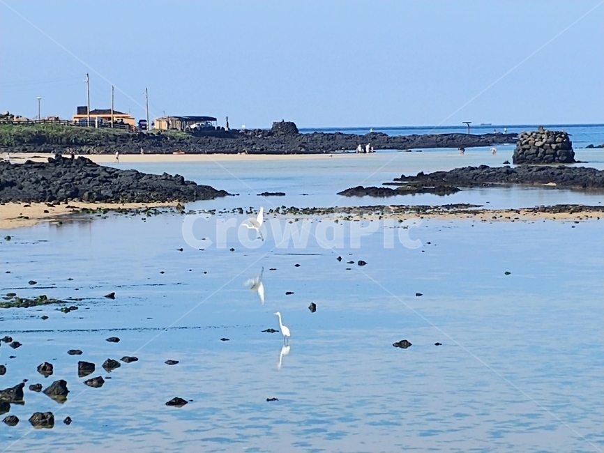 outdoors,옥외,land,땅,nature,자연,sea,바다,ocean,대양,water,물,shoreline,해안선,coast,연안,철새,새,bird,두루미,돌,rock
