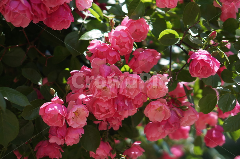 장미,5월,핑크,풍경,꽃,빛,식물,자연,plants,nature,꽃,flower
