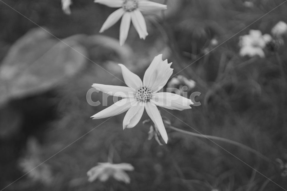 꽃,흑백,자연,flower,nature,필름,감성,필름느낌,macro,접사,식물,자연,plants,nature,꽃,flower,흑백,모노톤,monochrome,black and white