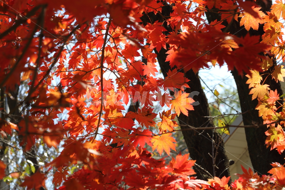 단풍,단풍나무,엽록소,가을,redleaves,maple,가을,계절,fall,autumn,season,plant,식물,leaf,잎,tree,나무,maple