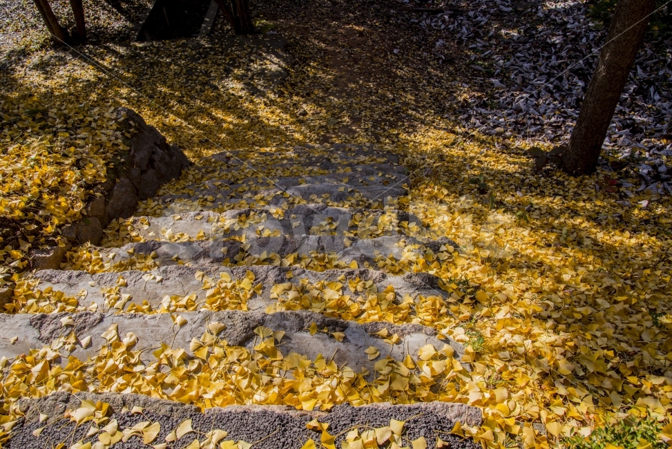 계단,은행,낙엽,나무,돌,노랑,가을,계절,fall,autumn,season,식물,자연,plants,nature,plant