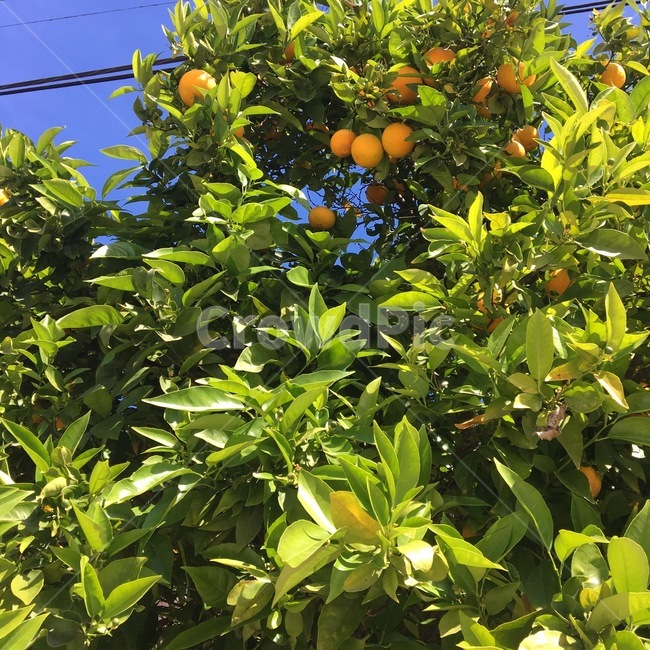 plant,식물,food,fruit,과일,produce