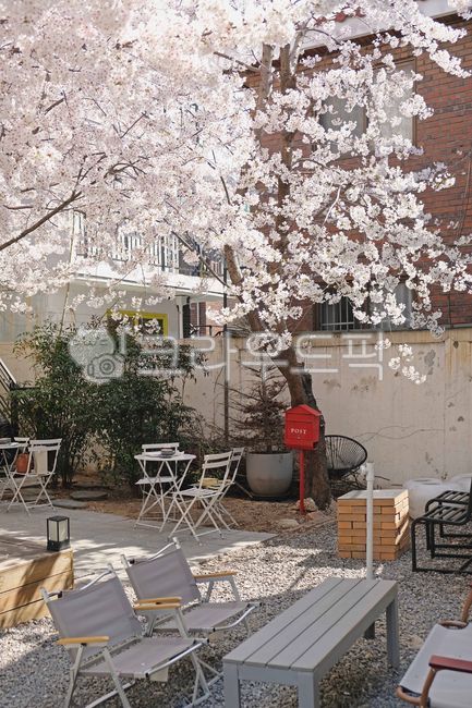 벚꽃,꽃,벚꽃잎,cherryblossom,blossom,꽃잎,의자,테이블,나무,tree,우체통,벽,캠핑의자,식물,자연,plants,nature,꽃,flower