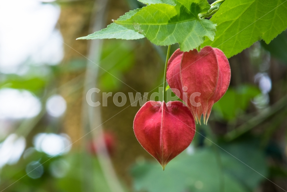 꽃,브라질아부틸론,Flower,온실꽃,빨간노란꽃,식물,자연,plants,nature,꽃,flower
