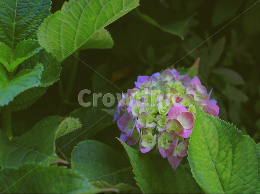 꽃,수국,flower,자연,잎