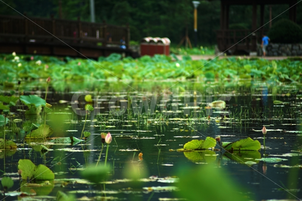 연꽃,호수,비,연잎,자연,풀,자연,풍경,nature,landscape,여름,계절,summer,season,outdoors,옥외,land,땅,water,물,plant,식물