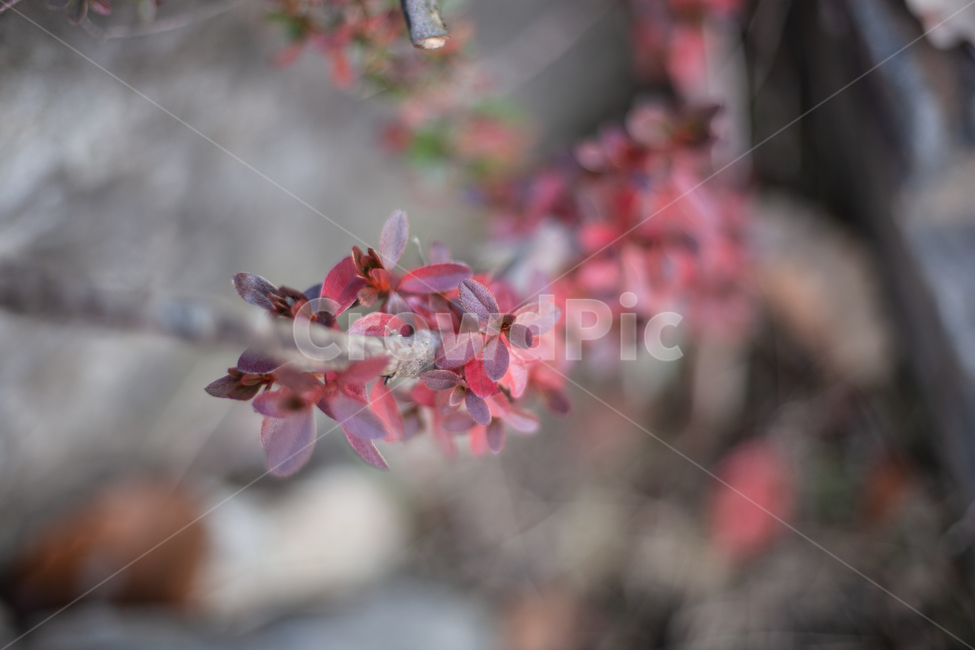 가을,식물,나무,나뭇잎,autumn,fall,tree,leaf,식물,자연,plants,nature