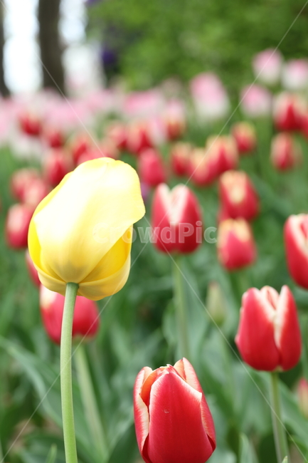 꽃,튤립,봄,공원,자연,계절,색깔,꽃밭,flowers,tulips,spring,park,field,season,colors,colorful,nature