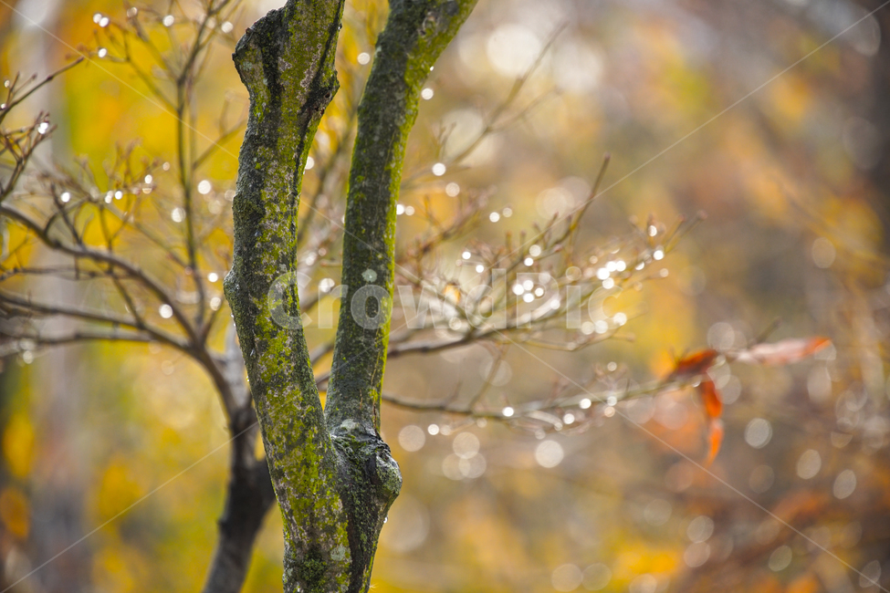 나무,가을,빗물,자연,외로움,고독,감성,식물,자연,plants,nature,나무,trees,wood