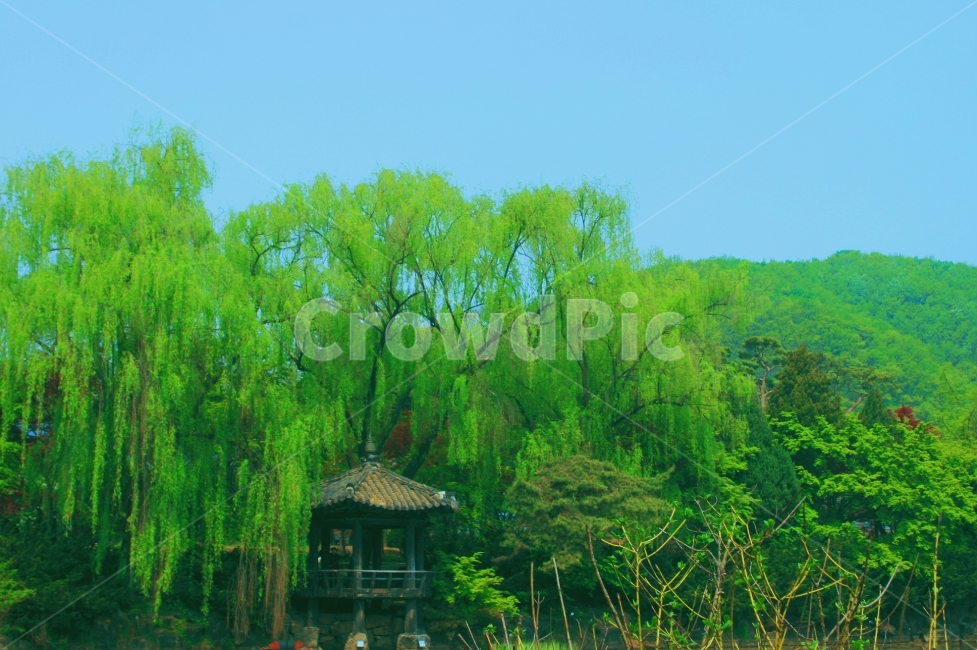 정자,벽초지,벽초지수목원,파주,자연,풀,나무,감성,하늘,자연,풍경,nature,landscape,한국자연풍경,한국자연경관,korea nature landscape,tree,plant,식물,outdoors,옥외