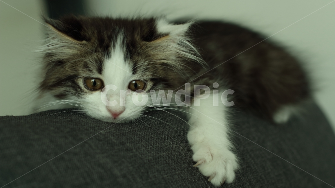 고양이,동물,아기고양이,노르웨이숲,냥이,애완동물,노르웨이숲고양이,동물,animal,포유류,mammal,고양이,cat,kitten,kitty