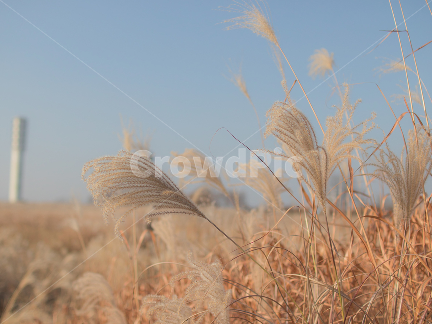 가을,하늘,풍경,억새,갈대,감성,색감,가을,계절,fall,autumn,season,식물,자연,plants,nature,grass,잔디,plant,lawn