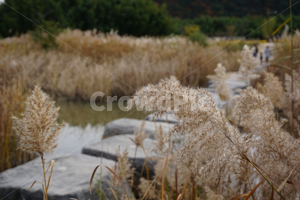 가을,갈대,풍경,가을스타그램,울산태화강공원,가을,계절,fall,autumn,season,식물,자연,plants,nature,grass,잔디,plant,lawn,reed