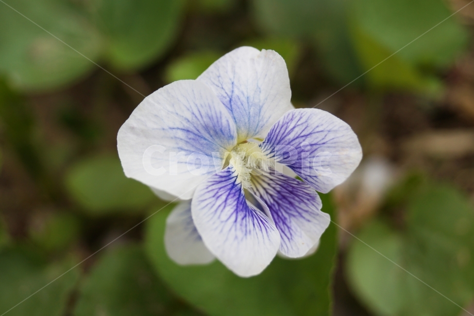 제비꽃,들판,꽃,flower,등산,흰색,보라색,자연,야생화,한송이,식물,자연,plants,nature,꽃,flower