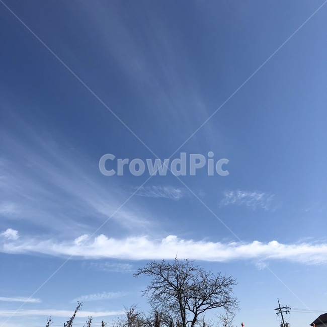 하늘,가을,구름,나무가지,감,나무,가을하늘,겨울하늘,풍경,sky,cloud,tree