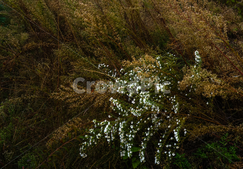 꽃,들꽃,야생화,쑥부쟁이,자연,계절,식물,식물,자연,plants,nature,꽃,flower