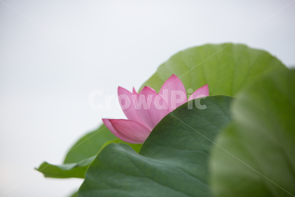 연꽃,꽃,여름꽃,식물,lotus,flower,식물,자연,plants,nature,꽃,flower