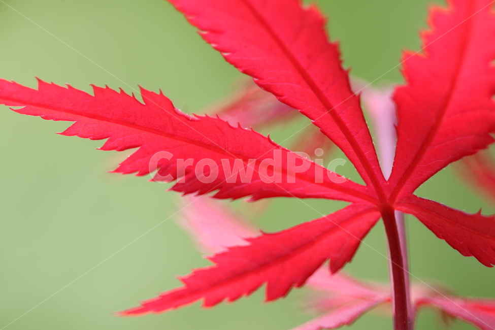 잎사귀,단풍,나무,빨강,줄기,자연,감성,식물,자연,plants,nature