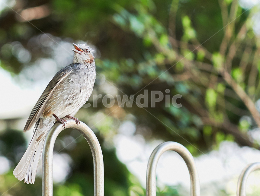 새,bird,근접,동물,조류,동물,animal,조류,새,birds