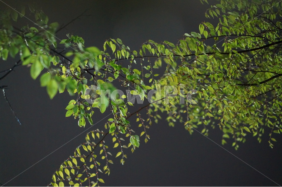 봄,나무잎,초록초록,야경,길가,밤,나무,야경,밤,풍경,nightscape,night,landscape,식물,자연,plants,nature,leaf,잎,plant