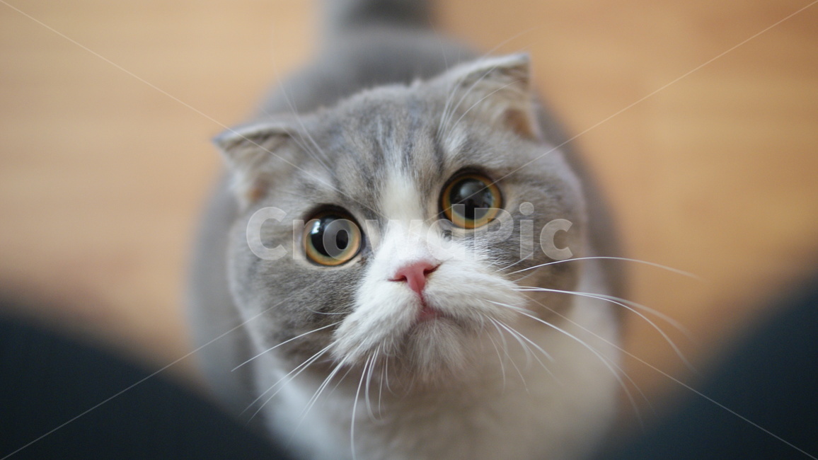고양이,애묘,애완동물,cat,pet,동물,animal,포유류,mammal,고양이,cat,kitten,kitty