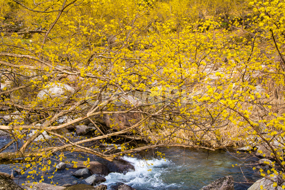 구례,산수유,봄,꽃,아름다운,풍경,봄,계절,spring,season,자연,풍경,nature,landscape,water,물,outdoors,옥외,stream,흐름,creek,작은 만