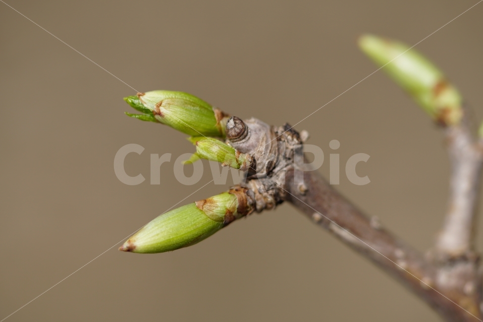 새싹,꽃봉오리,나무,나뭇가지,식물,자연,봄,꽃,접사,macro,클로즈업,closeup,tree,숲,숲속,산림,삼림,조경,plants,봄꽃,감성,힐링,풍경,landscape,식물,자연,plants,nature