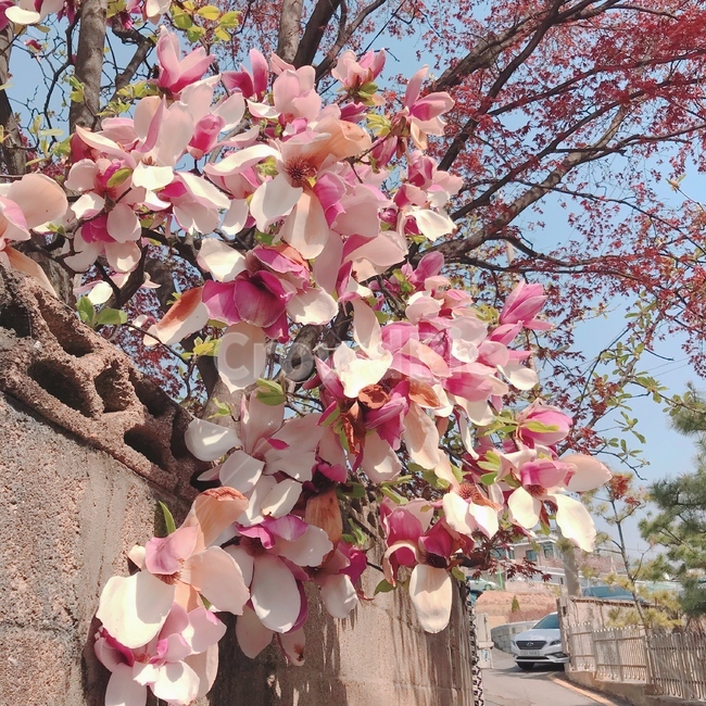 나무,봄,감성사진,tree,spring,emotionalphotography,분홍색꽃