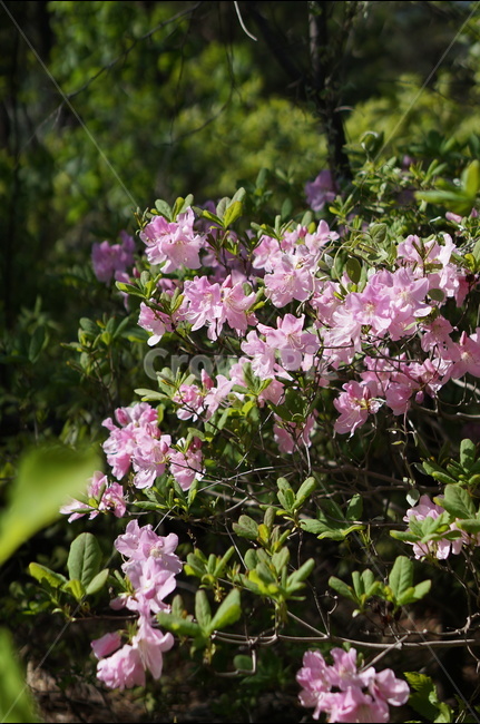 산철쭉꽃,핑크,빛,봄,산,봄,계절,spring,season,식물,자연,plants,nature,꽃,flower,plant,geranium,제라늄,blossom