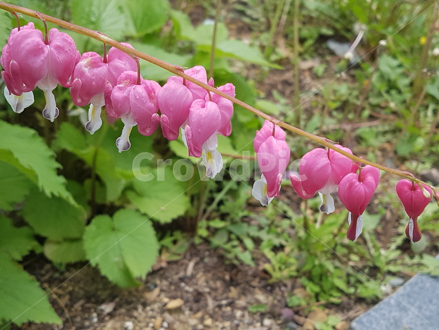 plant,식물,flower,꽃,geranium,금낭화,봄