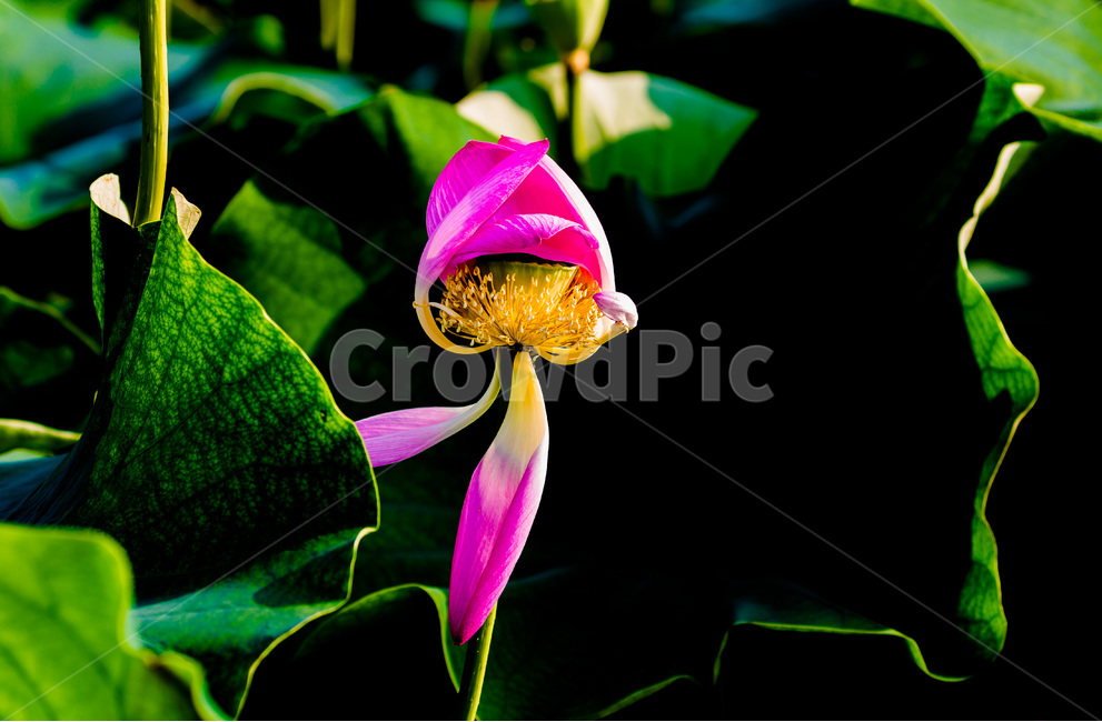 연잎,연꽃잎,문양,무늬,습지,식물,자연,plants,nature,꽃,flower