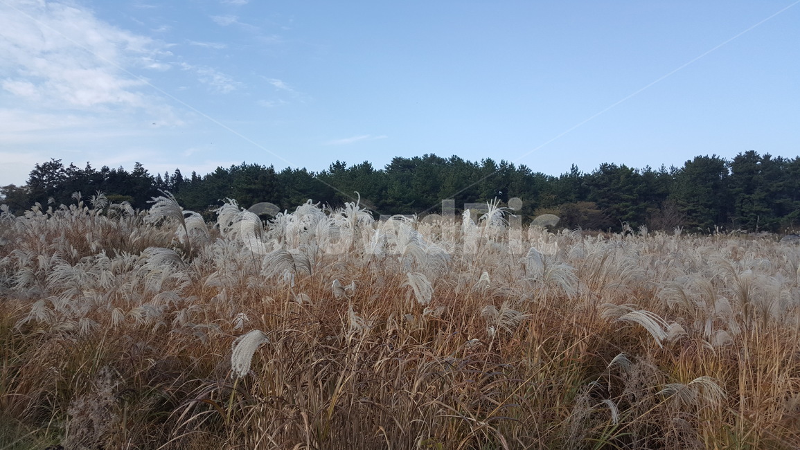 제주,가을,갈대,쌀쌀함,오후,자연,풍경,nature,landscape,grass,잔디,plant,식물,lawn,reed