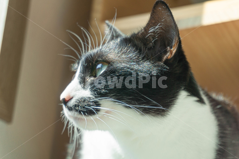 고양이,동물,코리안숏헤어,코숏,수염냥,턱시도냥,cat,animal,koreanshorthair,동물,animal,포유류,mammal,고양이,cat,kitten,kitty