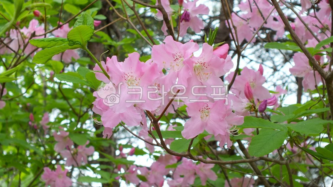 산철쭉꽃,산철쭉,진달래과,진달래목,쌍떡잎식물,속씨식물,낙엽관목,rhododendron,yedoense,poukhanense,korean,azalea,물철쭉plant,식물,꽃