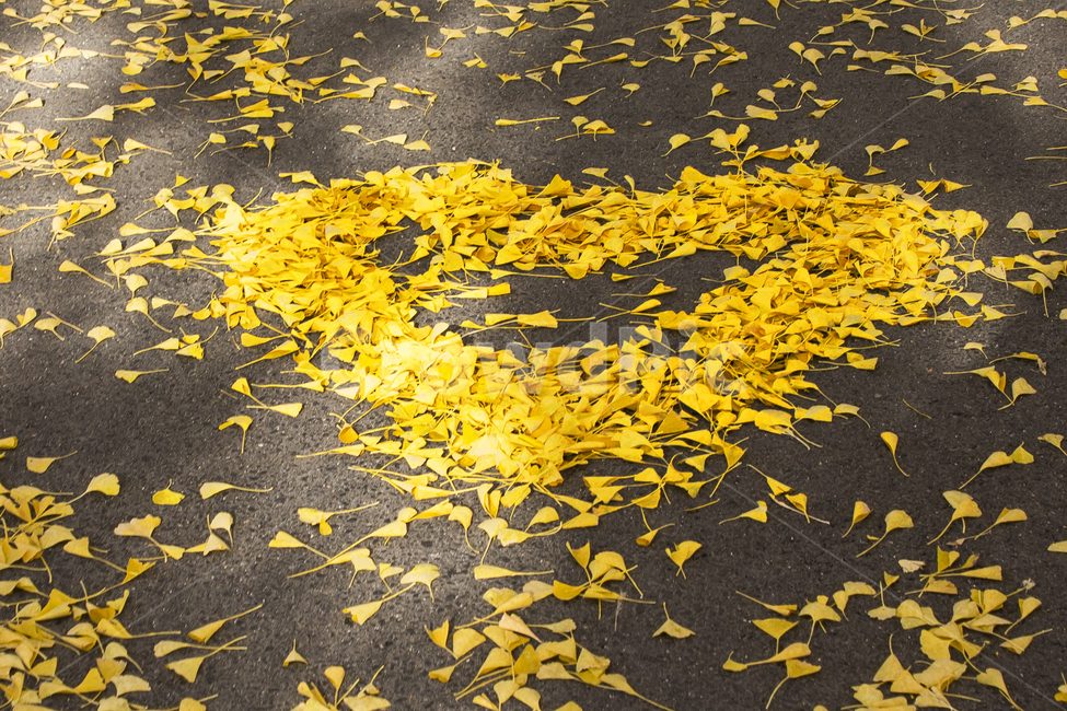 하트,가을,노랑,은행잎,감성,사랑,가을,계절,fall,autumn,season,감정표현,기분,feeling,emotion,leaf,잎,plant,식물