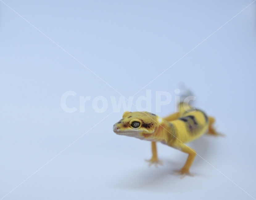 도마뱀,레오파드게코,게코,파충류,뱀,동물,animal,파충류,양서류,reptile,amphibian