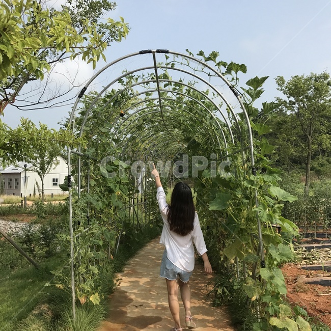 공원,농장,여름공원,산책,호박터널