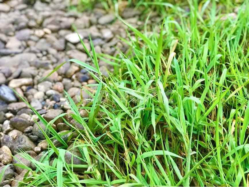 풀,돌,빗방울,이슬,잡초,식물,자연,grass,자갈,녹음,그린,식물,자연,plants,nature