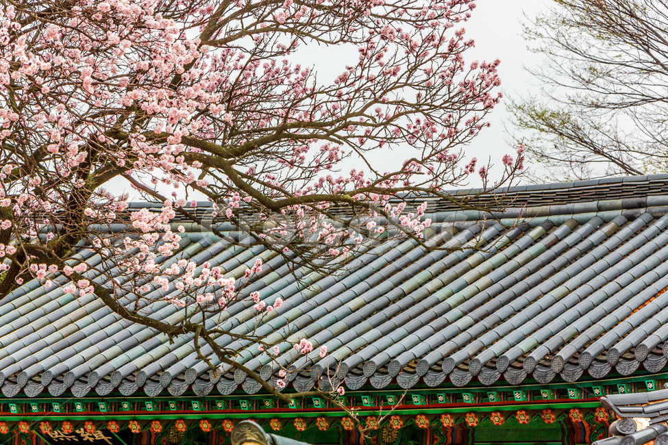 고궁,문화재,문화유산,봄,꽃,기와,벚꽃,봄,계절,spring,season,한국전통,한국문화,korean traditional,korean culture,식물,자연,plants,nature,꽃,flower,건축물,건물외관,exterior,building,structure,architecture,construction,plant