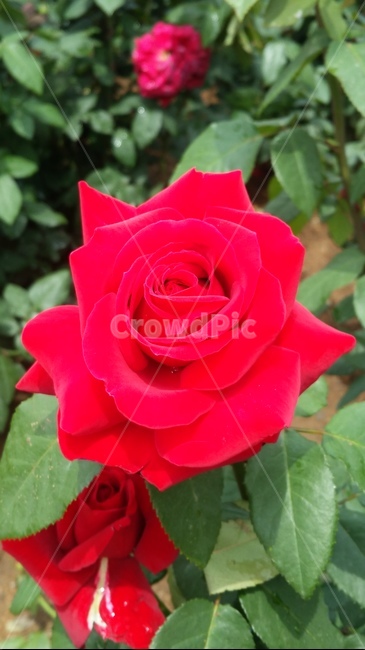 꽃,자연,계절,플라워,아름다움,색감,개화,flower,식물,자연,plants,nature,꽃,flower