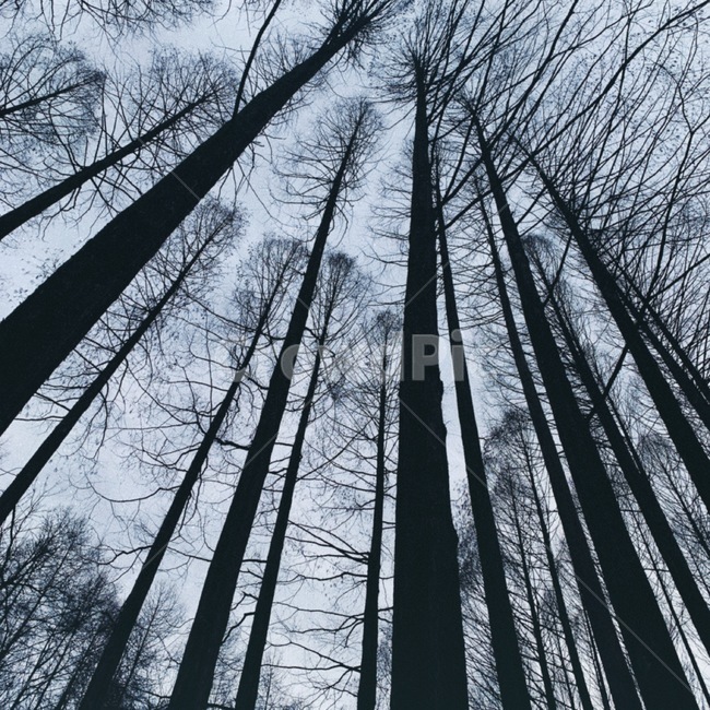 자연,힐링,나무,밤,겨울,자연,풍경,nature,landscape,나무,trees,wood,tree,plant,식물