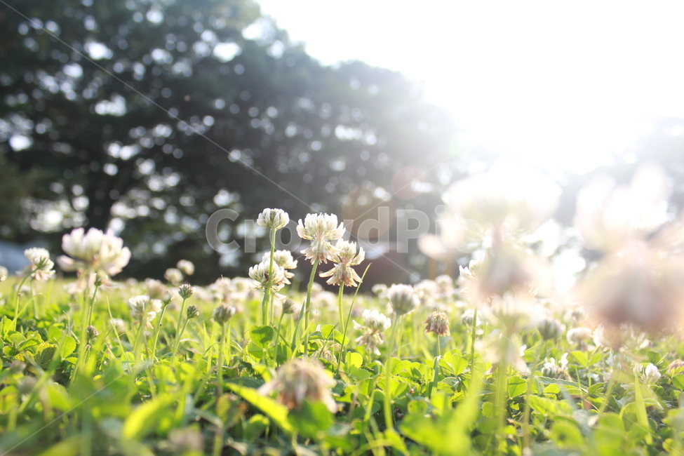 토끼풀,풍경,토끼,잔디,바탕화면,식물,자연,plants,nature,꽃,flower,휴식,힐링,rest,relaxation,healing