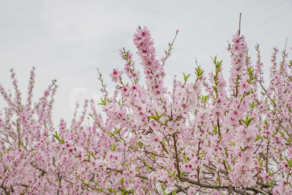 봄,봄꽃,복사꽃,복숭아꽃,핑크,식물,자연,plants,nature,봄,계절,spring,season,꽃,flower,plant,blossom