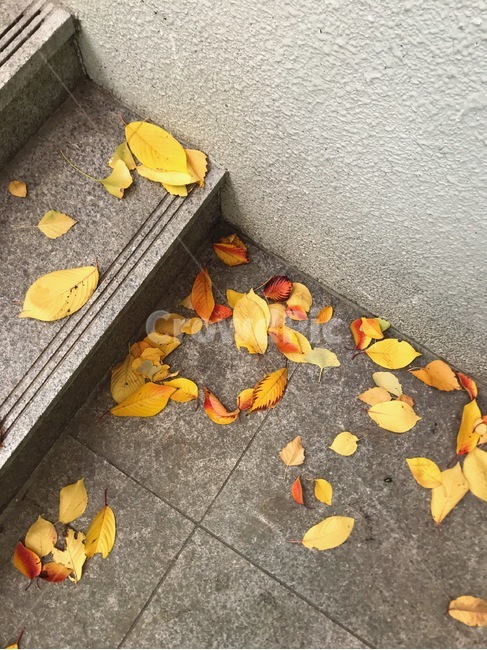 낙엽,가을,나뭇잎,단풍,자연,leaf,식물