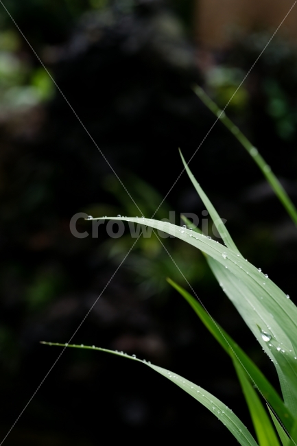 식물,감성,풀잎,이슬,색감,식물,자연,plants,nature