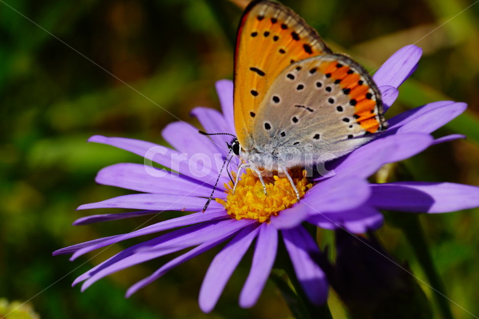 벌개미취,쑥부쟁이,나비,부전나비,곤충,벌레,꽃,플라워,자연,식물,butterfly,insect,flower,nature,bug,접사,클로즈업,closeup,macro,매크로,마크로,9월,가을,september,autumn,fall,꽃사진,가을꽃,가을,계절,fall,autumn,season,식물,자연,plants,nature,꽃,flower,동물,animal,곤충,벌레,insect,bug,plant