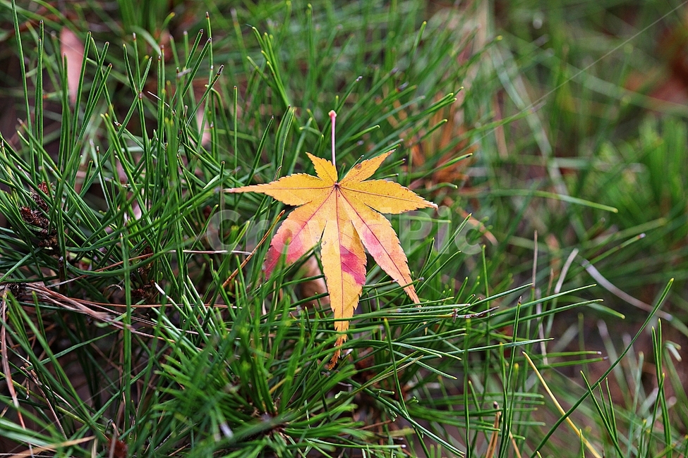 단풍,낙엽,노란단풍,소나무,식물,자연,풀,잡초,가을,계절,fall,autumn,season
