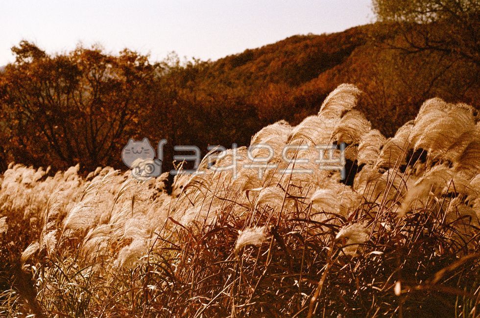 Yongin Natural Recreation Forest,Silver grass,Reed Festival,autumn scenery,autumn,Silver Grass Festival,silver grass field,reed field